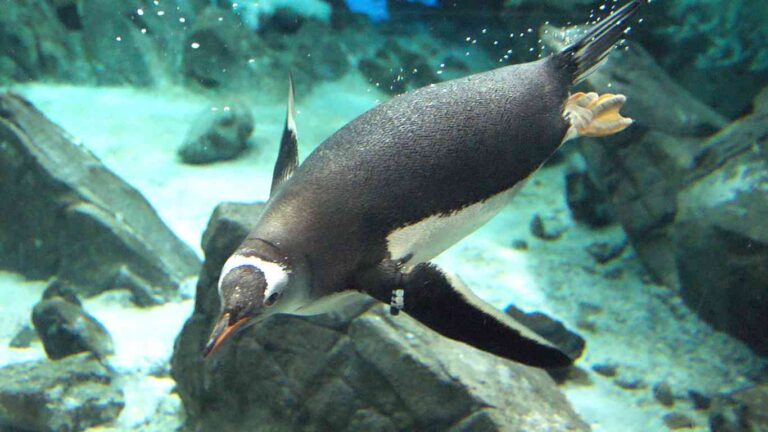 40 Fascinating Gentoo Penguin Fun Facts