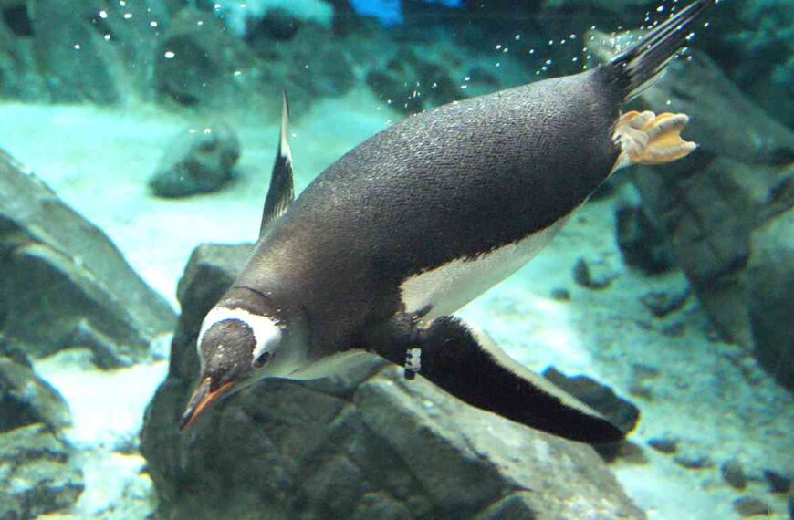 40 Fascinating Gentoo Penguin Fun Facts