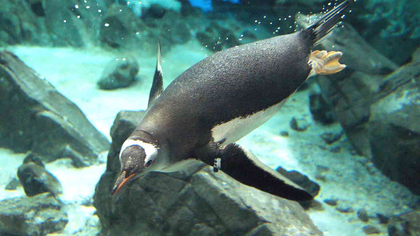 Gentoo Penguin fun facts