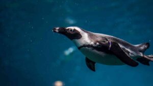 How Deep Can Penguins Dive? (Facts about Their Diving Abilities)