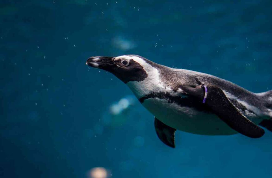 How Deep Can Penguins Dive? (Facts about Their Diving…