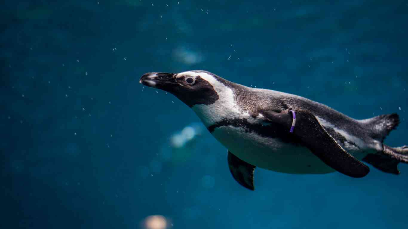 deep diving penguin