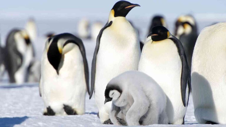 30 Emperor Penguin Fun Facts That Will Blow Your Mind!