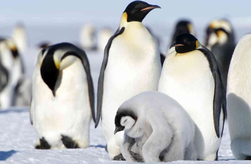 30 Emperor Penguin Fun Facts That Will Blow Your…