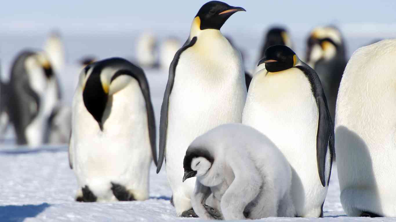 emperor penguin family