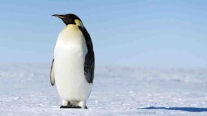 emperor penguin bird in antarctica