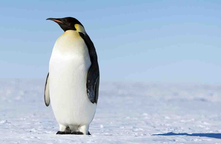 emperor penguin bird in antarctica