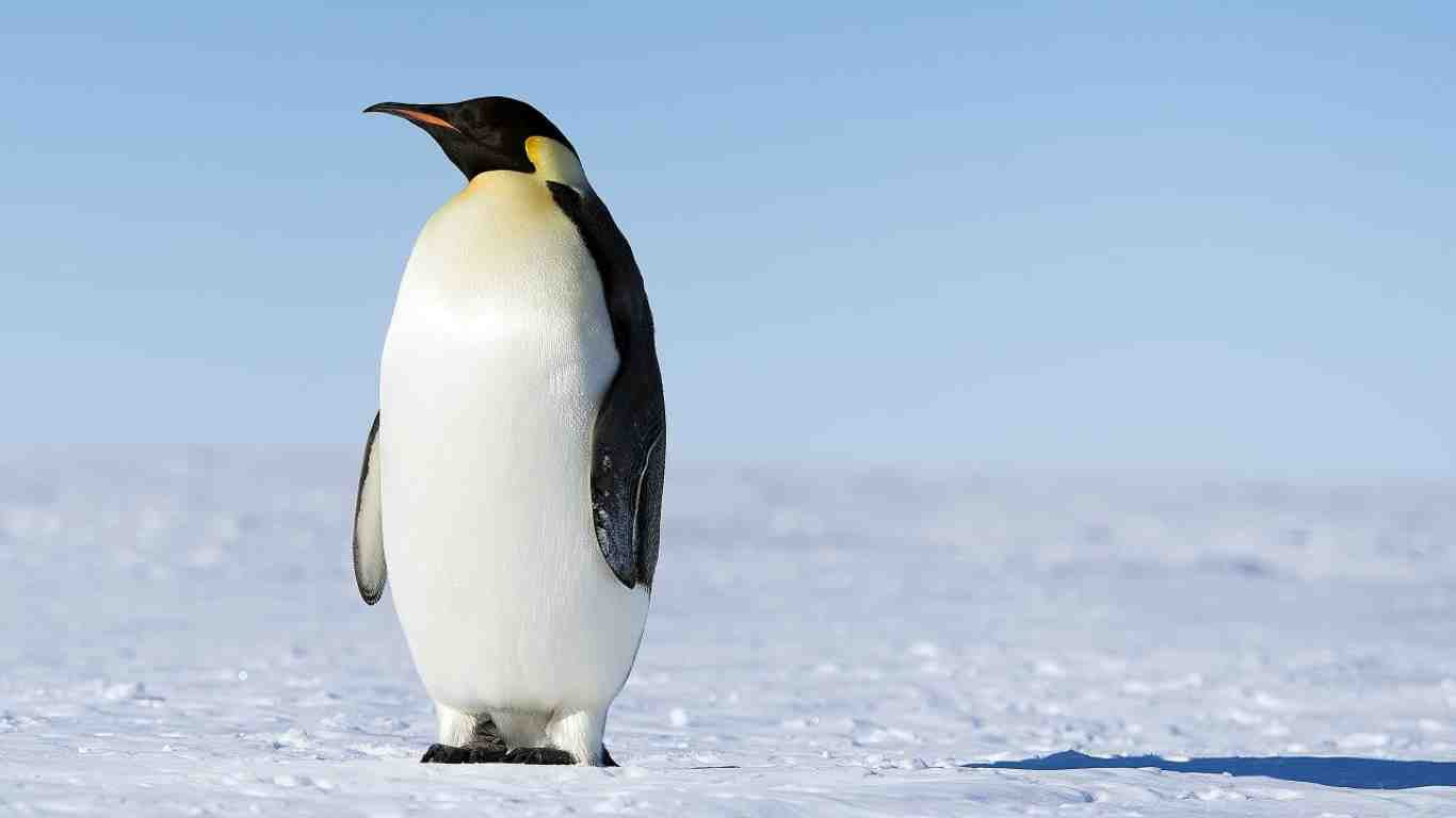 emperor penguin bird in antarctica