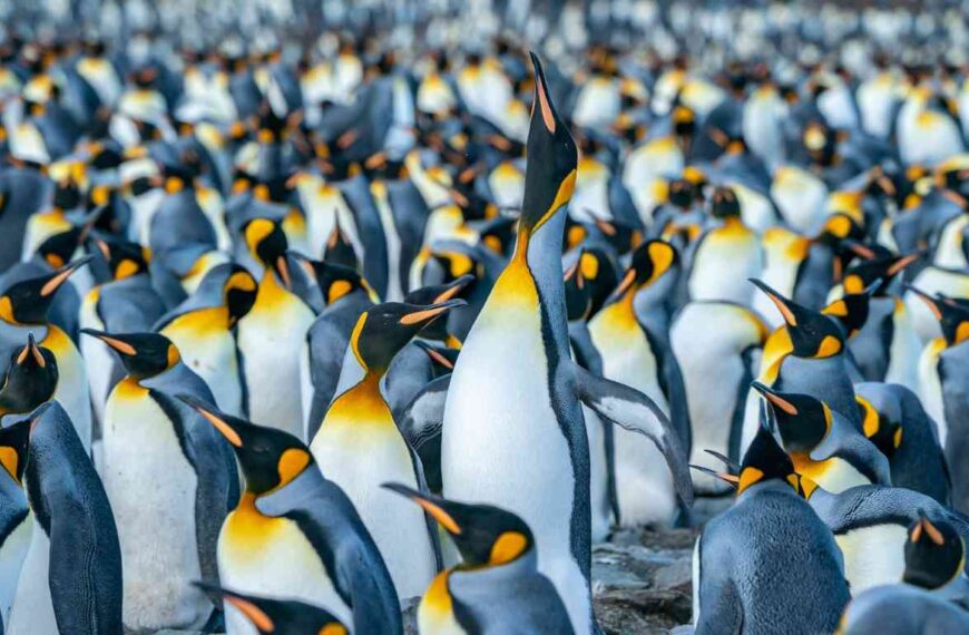 What Do You Call a Group of Penguins?