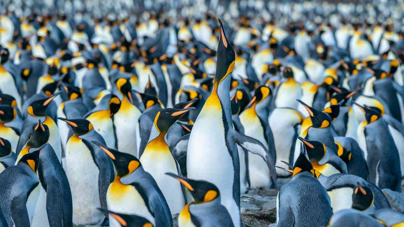 group of penguins colony