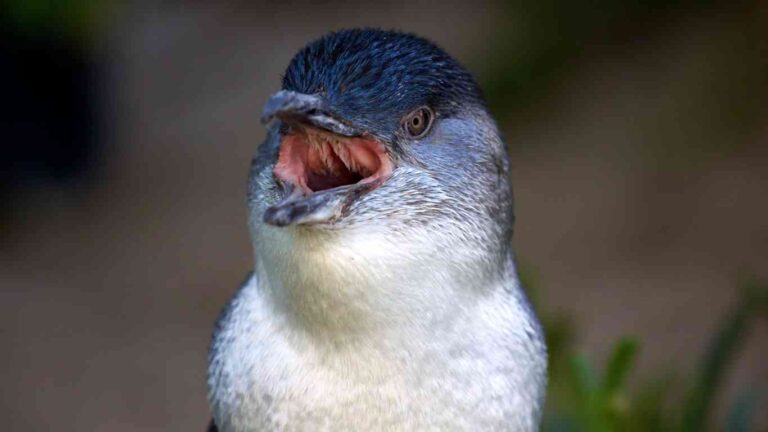 What Can Be Found Inside of a Penguin’s Mouth?