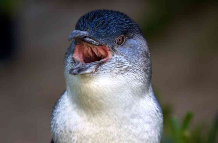 What Can Be Found Inside of a Penguin’s Mouth?