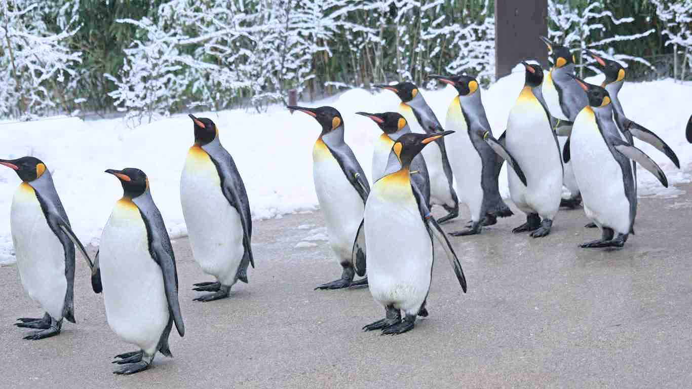 king penguins group