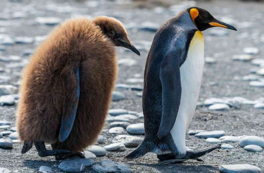 Do Penguins Have Fur? (Dispelling Myths)