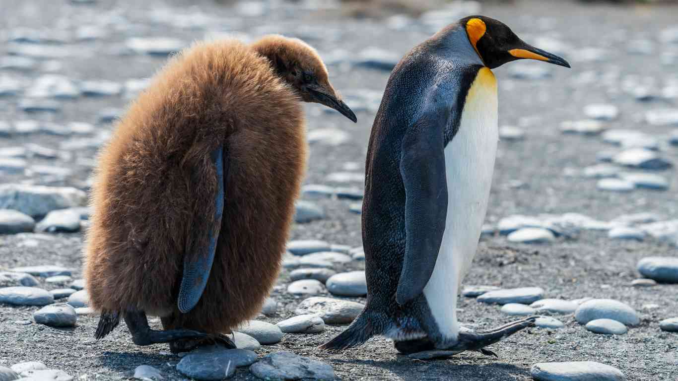 penguin and chicks walking