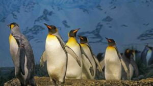 emperor penguins in a group