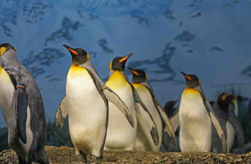 emperor penguins in a group