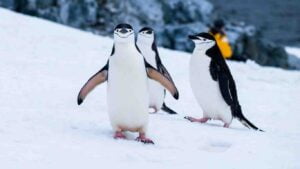 Can Penguins Fly? An Evolutionary Perspective