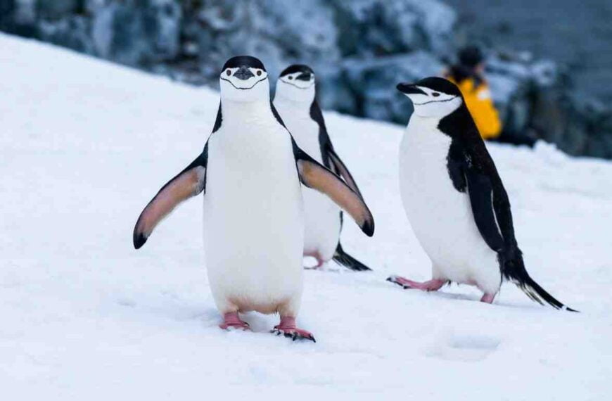 Can Penguins Fly? An Evolutionary Perspective