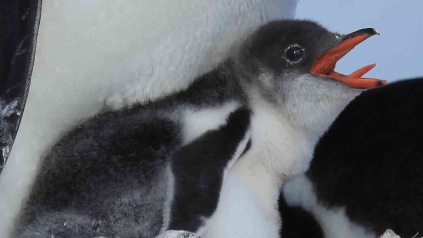 penguin chick tongue