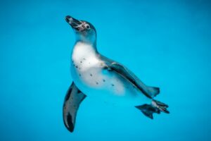 How Long Can Penguins Dive and Hold Their Breath?