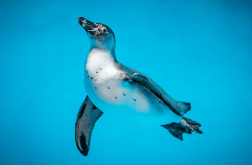 How Long Can Penguins Dive and Hold Their Breath?