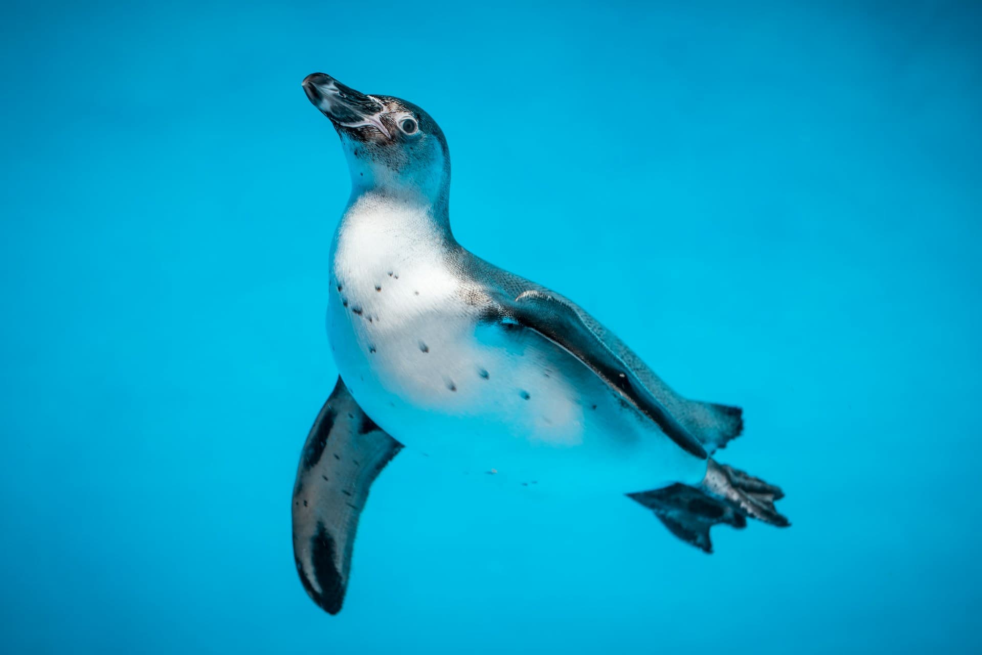 penguin diving deep holding breadth