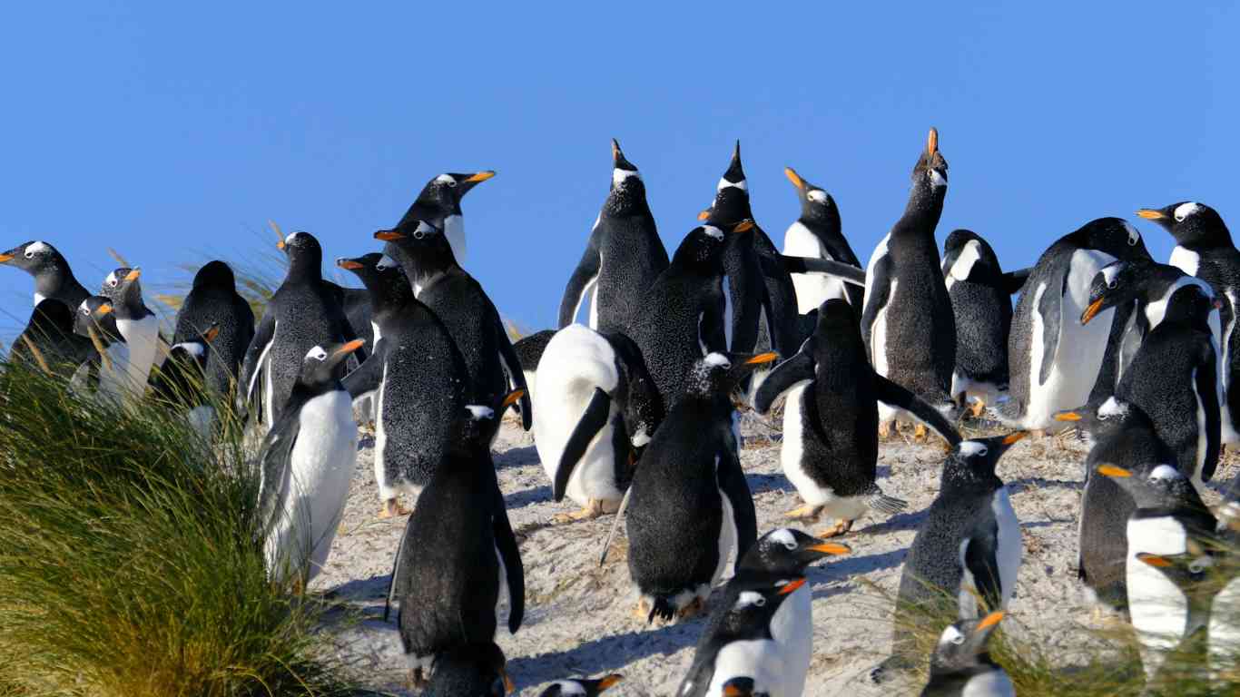 penguin group beach