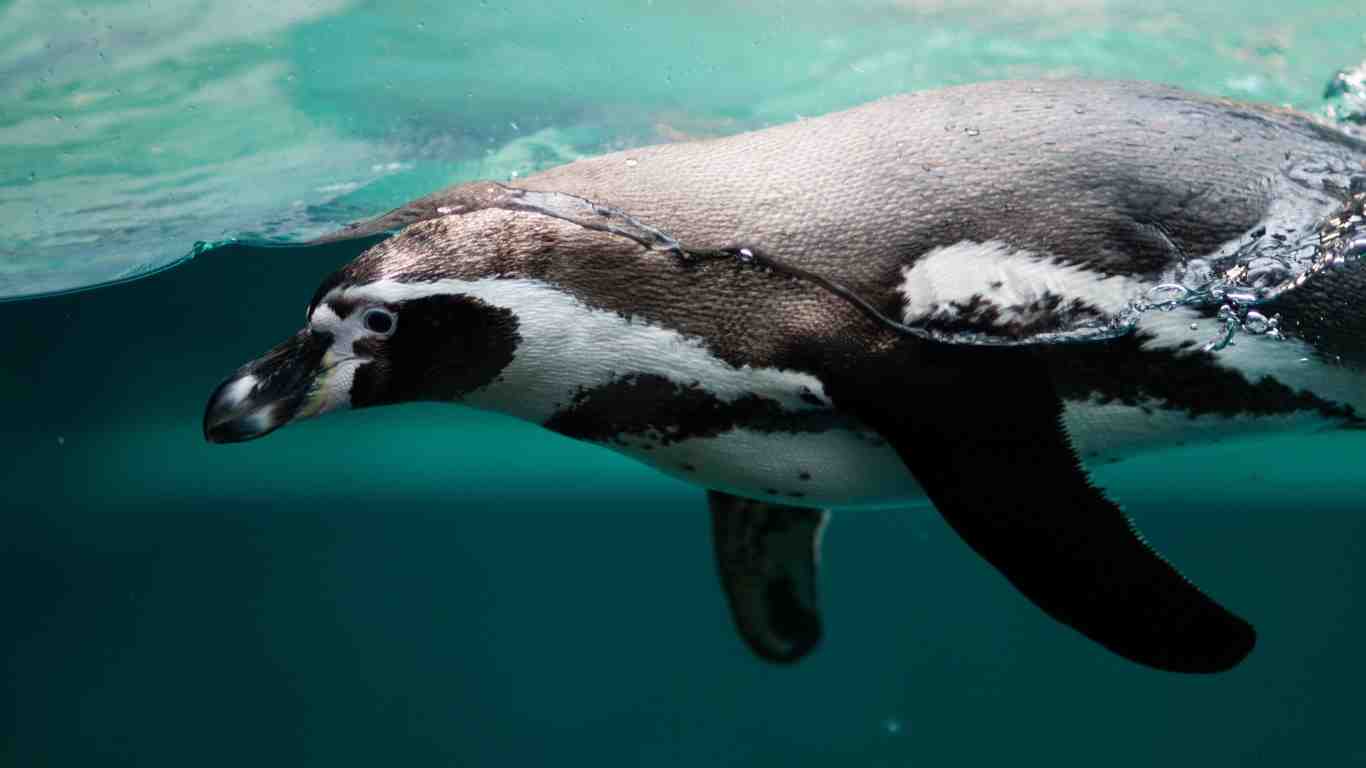 penguin under water seeking food