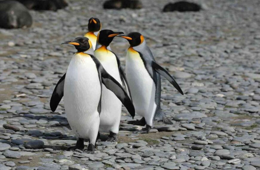 Do Penguins Have Scales? Is it Fiction or Fact?