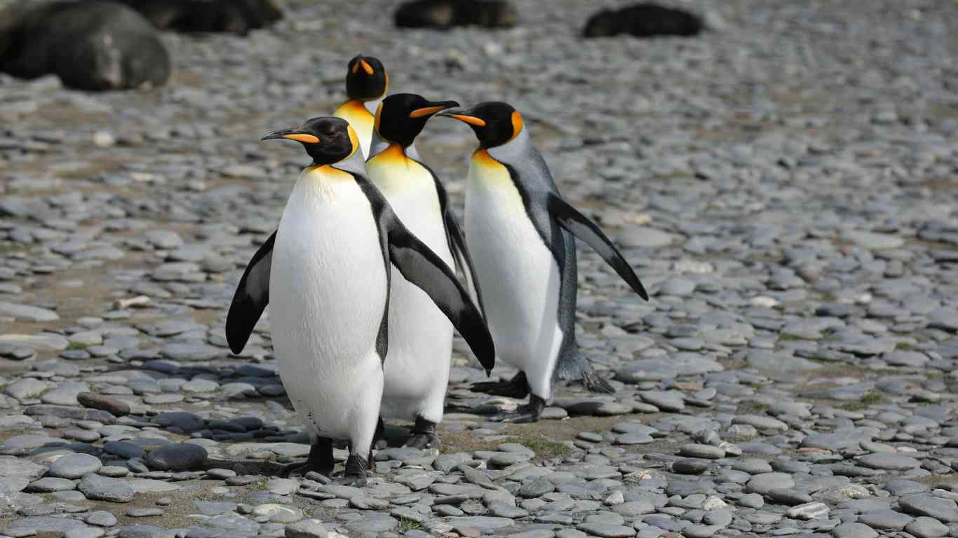 penguins black white feathers walking