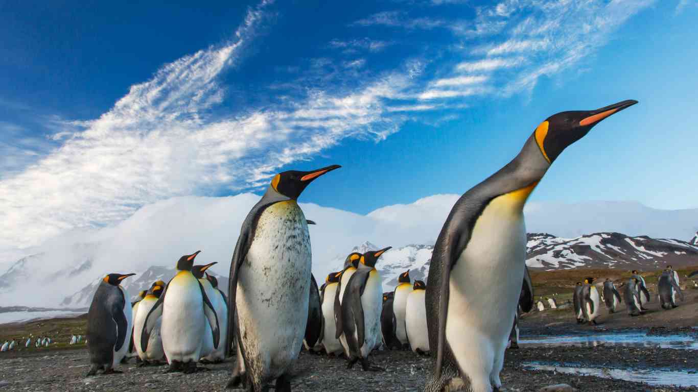 penguins feathers flock