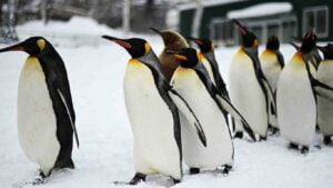 walking penguins