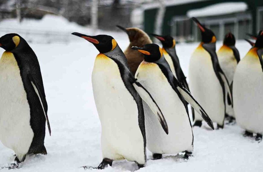 walking penguins