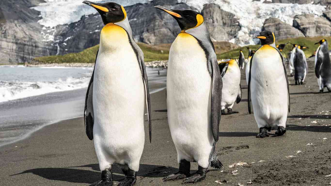 penguins invisible knees behind feathers