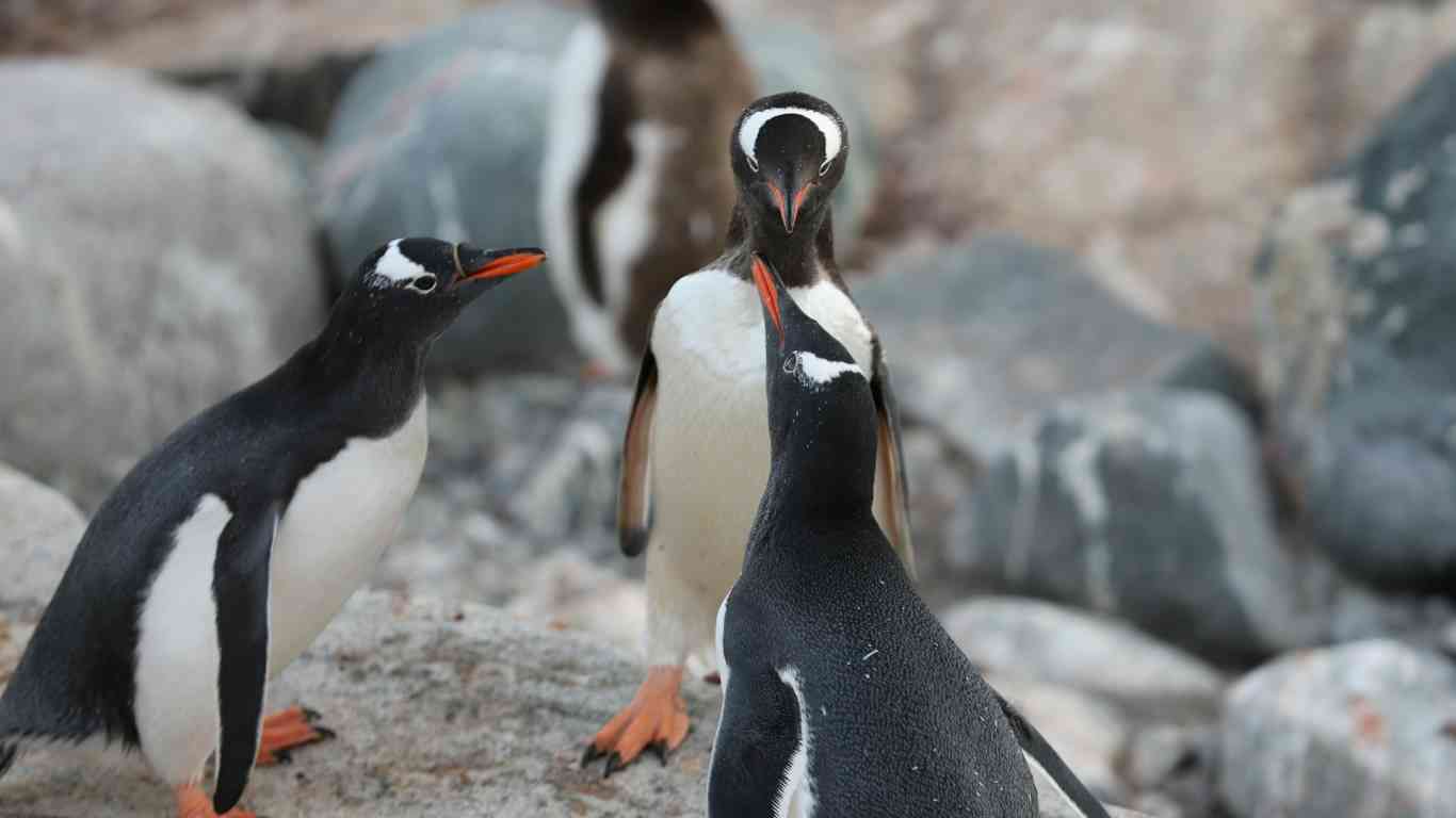 penguins on a rock