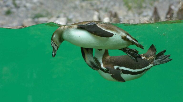 penguins playing water