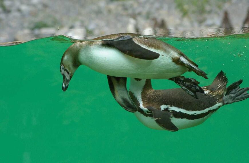 penguins playing water