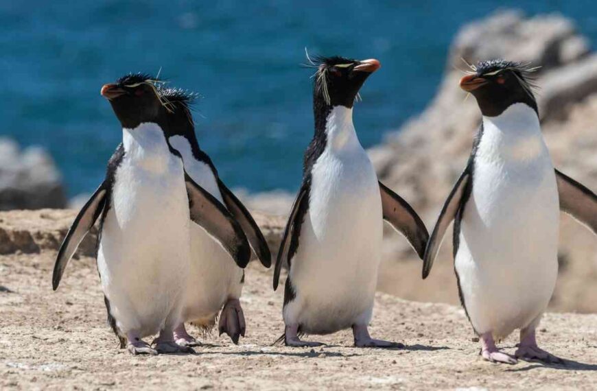 Do Penguins Have Wings or Flippers?