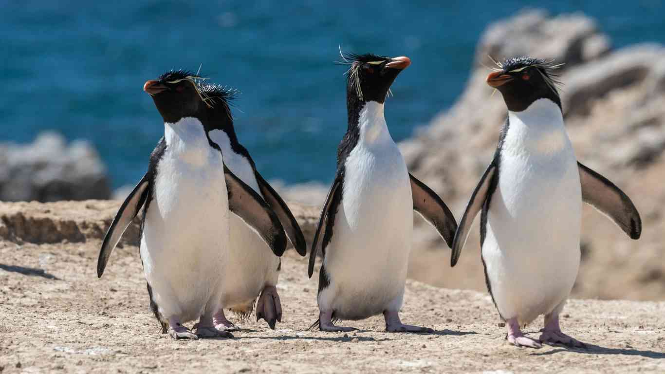 rockhopper penguins island