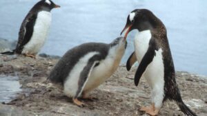 Are Penguins Herbivores? (Penguin Feeding Habits)