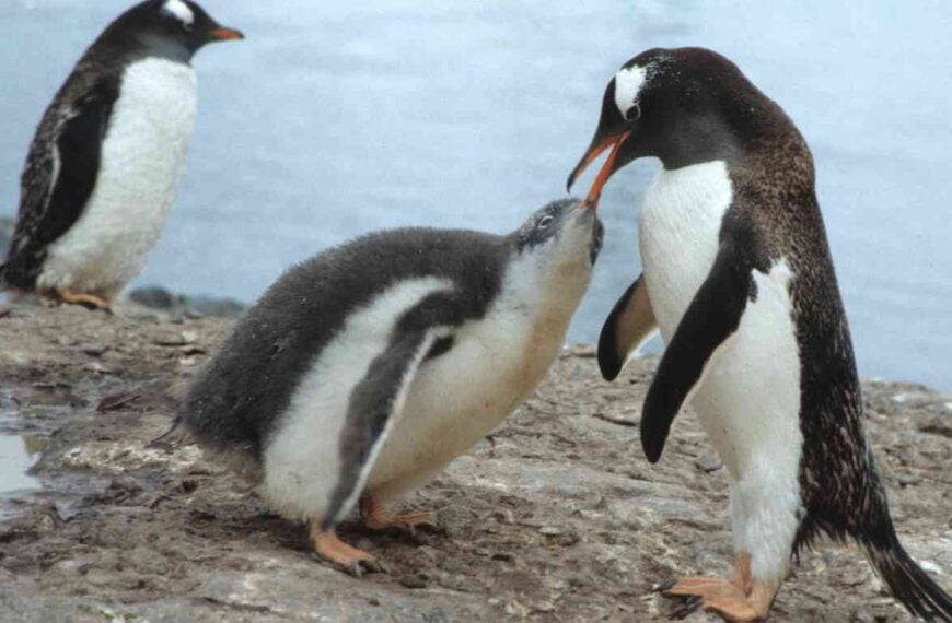 Are Penguins Herbivores? (Penguin Feeding Habits)