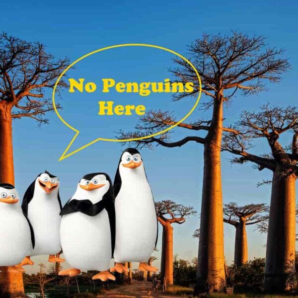 Are There Penguins in Madagascar?