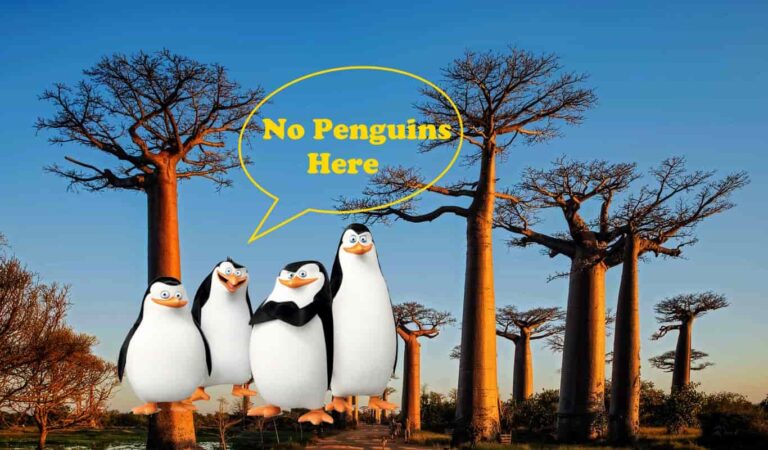 Are There Penguins in Madagascar?