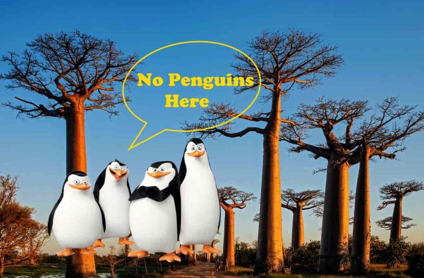 Are There Penguins in Madagascar?