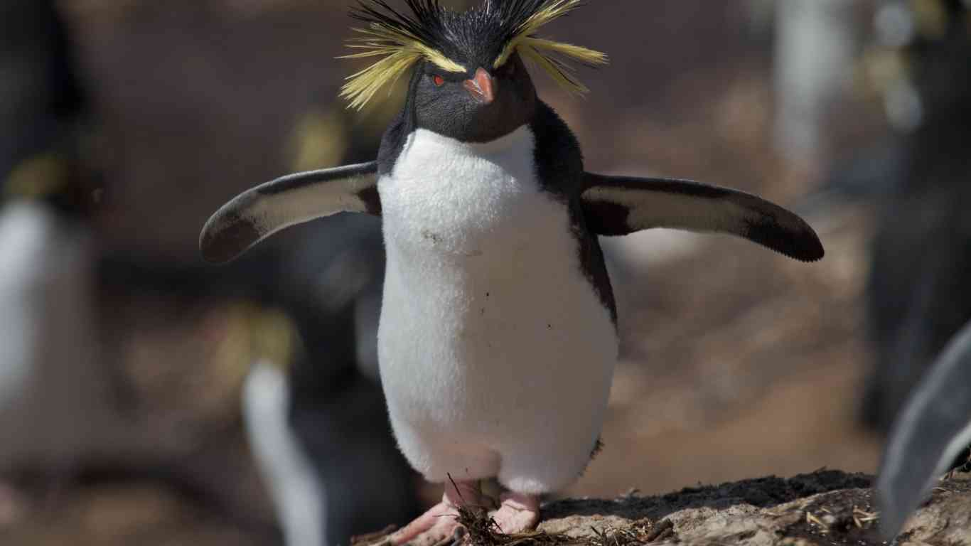 Northern Rockhopper penguin on nightingale island