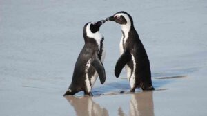 Do Penguins Mate for Life?