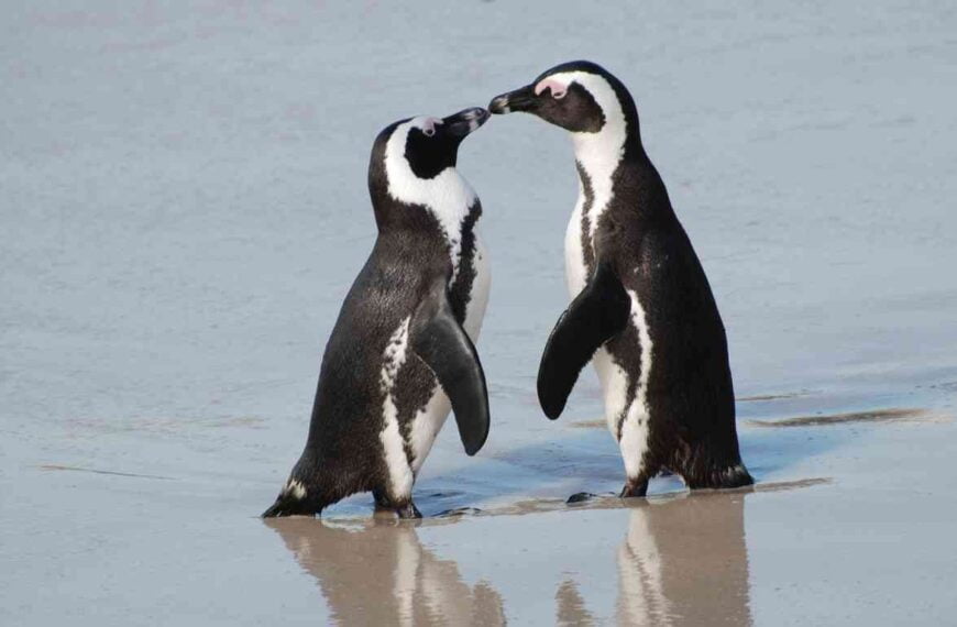 Do Penguins Mate for Life?