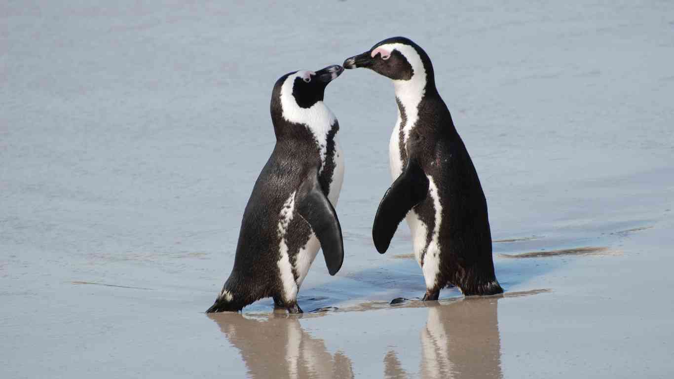 african penguin pair beach