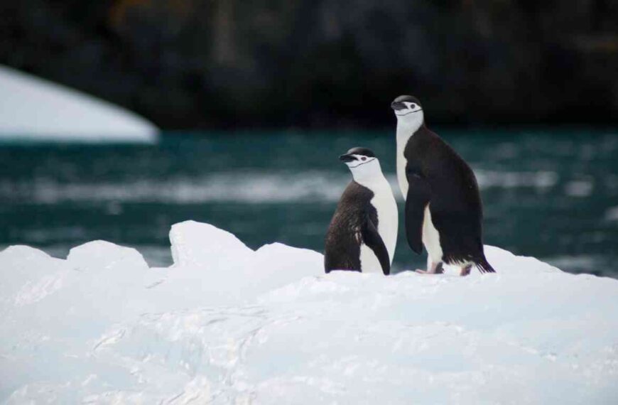 Why Are There No Penguins in the Arctic?